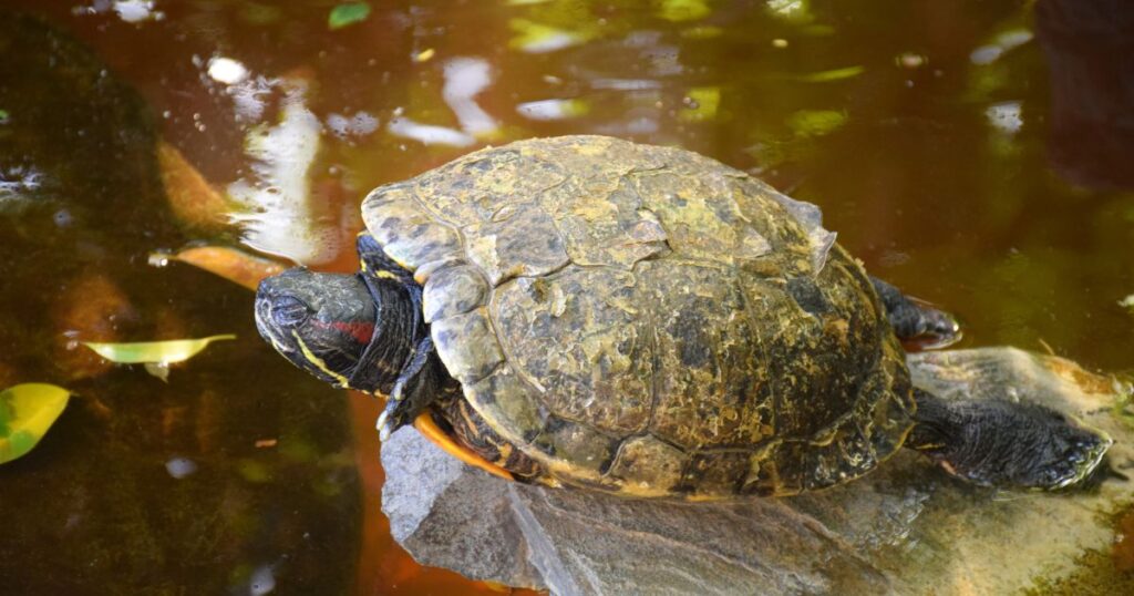 Turtle Lighting Schedule: Establishing A Day-Night Cycle For Optimal Health
