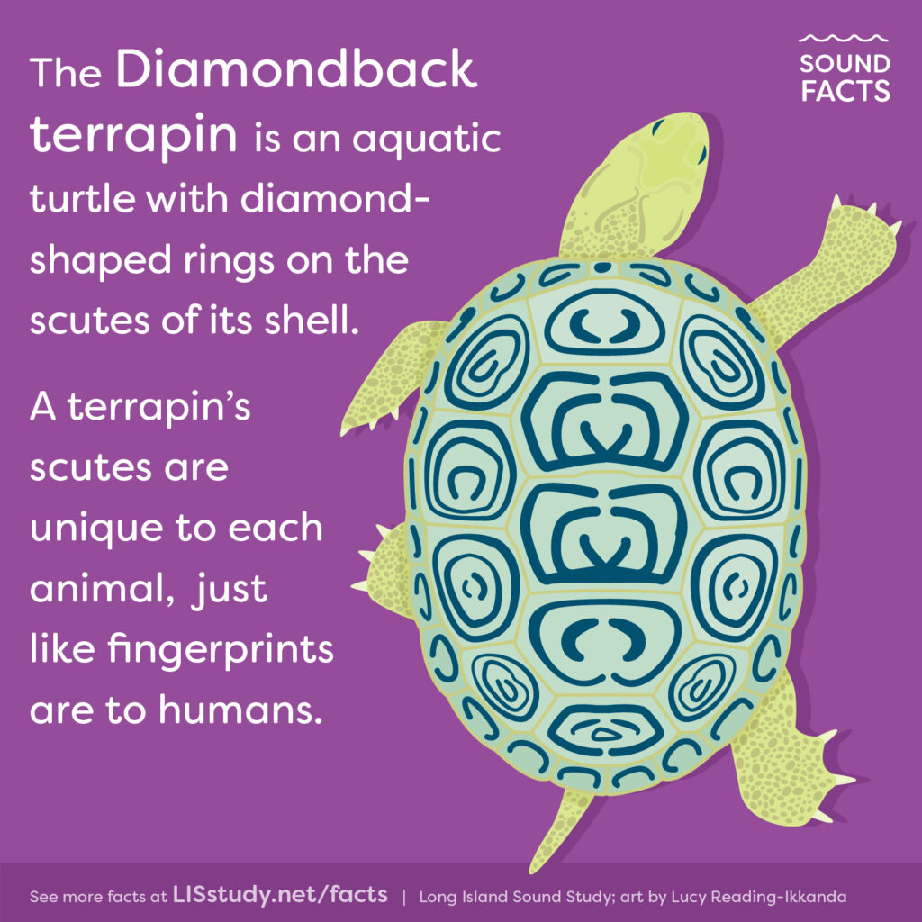 Turtle Species Spotlight: The Diamondback Terrapin - Habitat And Diet