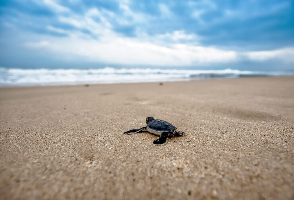 Turtle Species Spotlight: The Diamondback Terrapin - Unique Features And Care