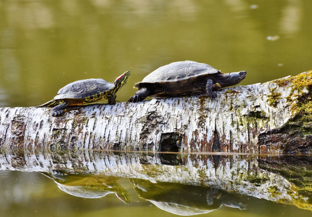 Turtle Species Spotlight: The Diamondback Terrapin - Unique Features And Care