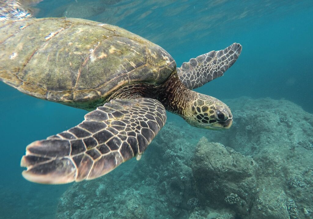 Turtle Species Spotlight: The Diamondback Terrapin - Unique Features And Care