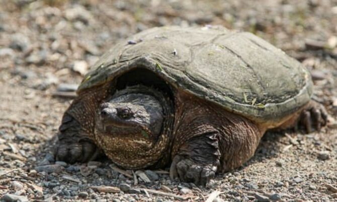 Turtle Species Spotlight: The Snapping Turtle - Care And Handling Guidelines