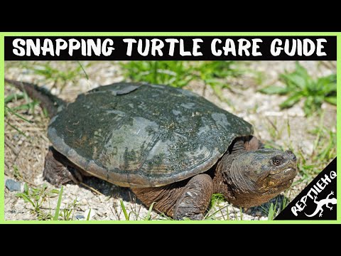 Turtle Species Spotlight: The Snapping Turtle - Care And Handling Guidelines