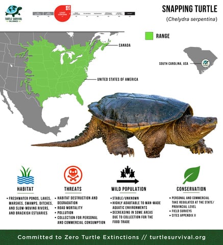 Turtle Species Spotlight: The Snapping Turtle – Care And Handling Guidelines