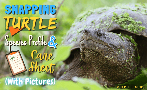 Turtle Species Spotlight: The Snapping Turtle - Care And Handling Guidelines