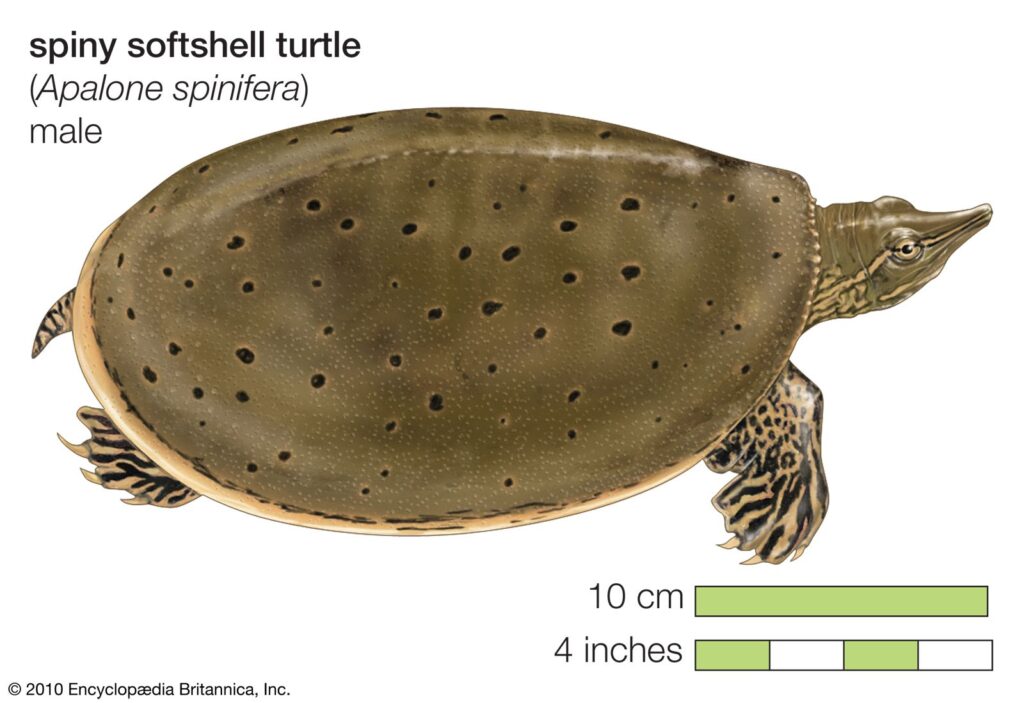 Turtle Species Spotlight: The Softshell Turtle - Unique Characteristics And Care
