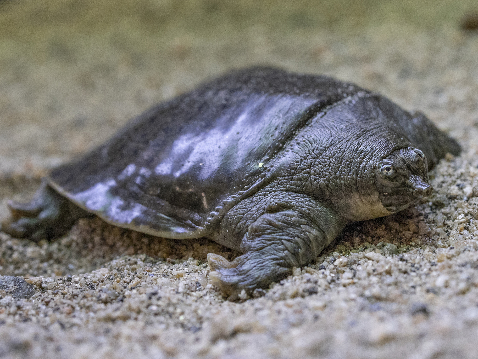 Turtle Species Spotlight: The Softshell Turtle – Unique Characteristics And Care