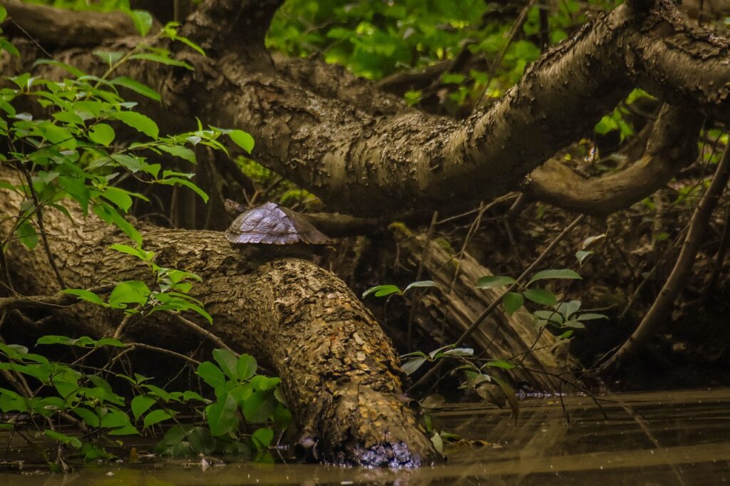 Turtle Species Spotlight: The Wood Turtle - Characteristics And Maintenance