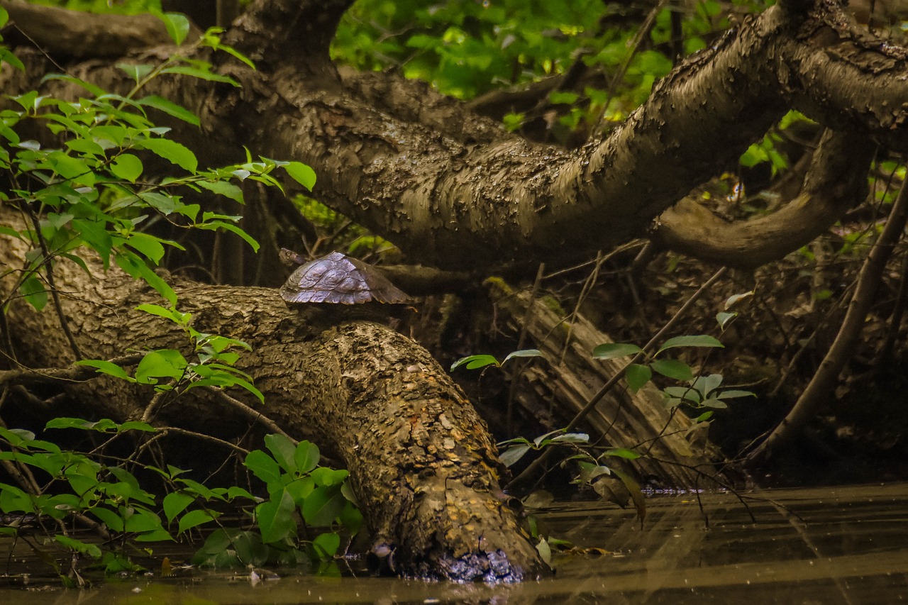 Turtle Species Spotlight: The Wood Turtle – Characteristics And Maintenance
