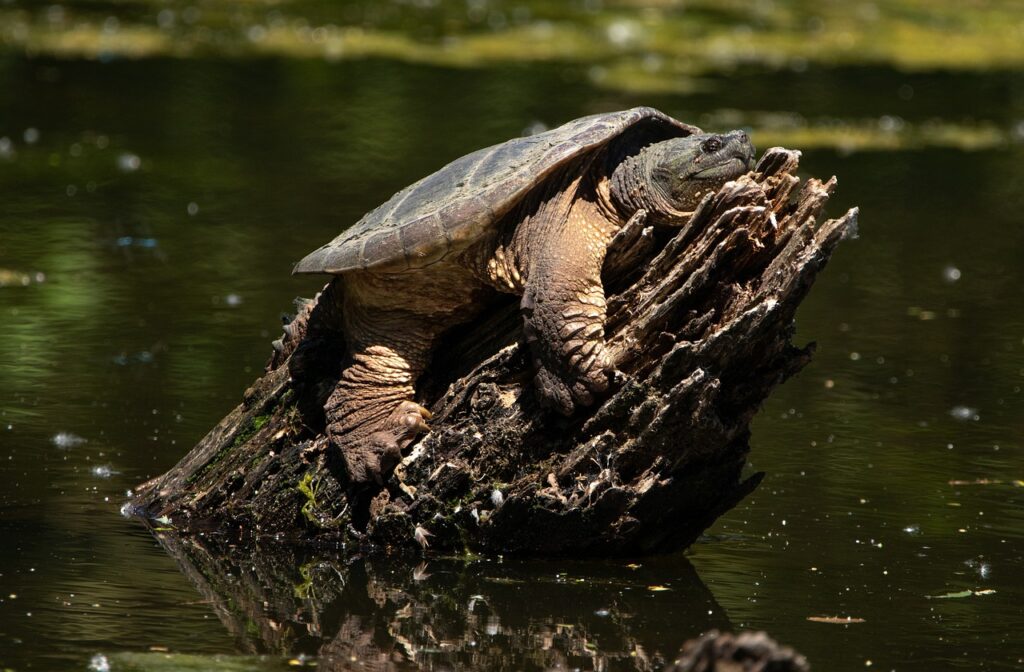 How Big Does A Snapping Turtle Get