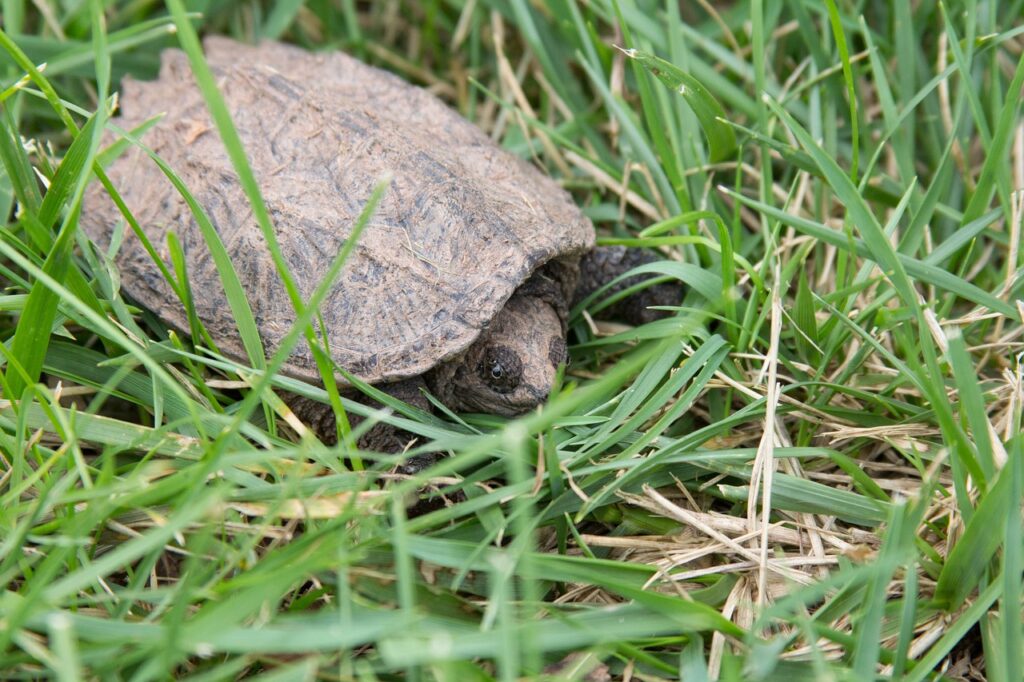 How Do You Identify A Snapping Turtle