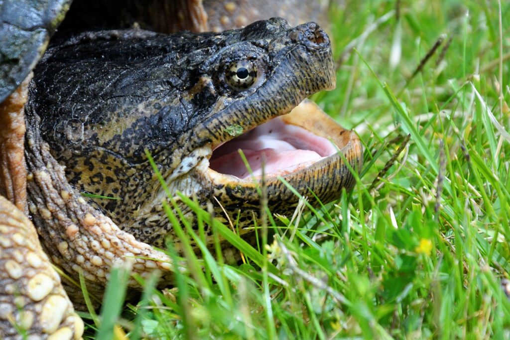 How Do You Identify A Snapping Turtle