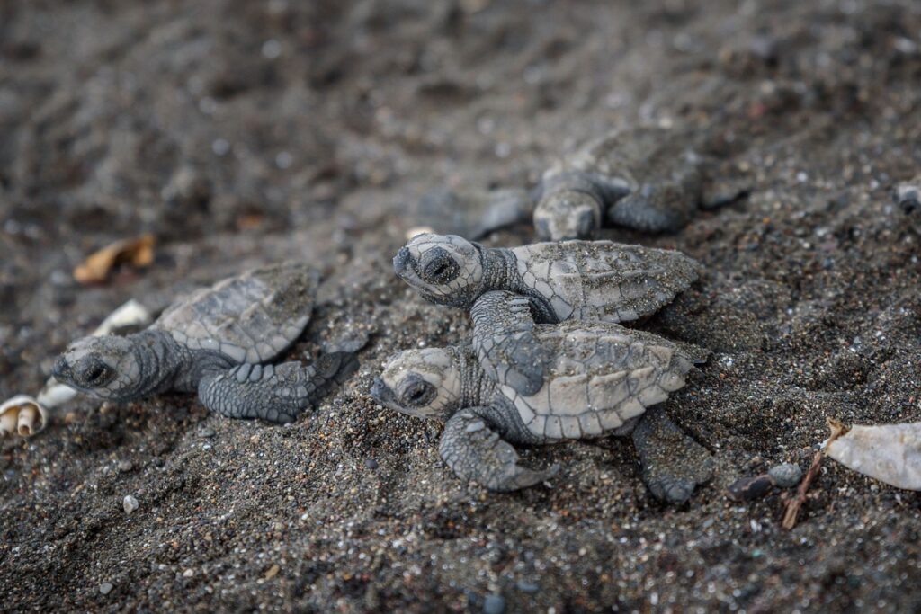 How Long Does It Take Snapping Turtle Eggs To Hatch - Turtle Dude World