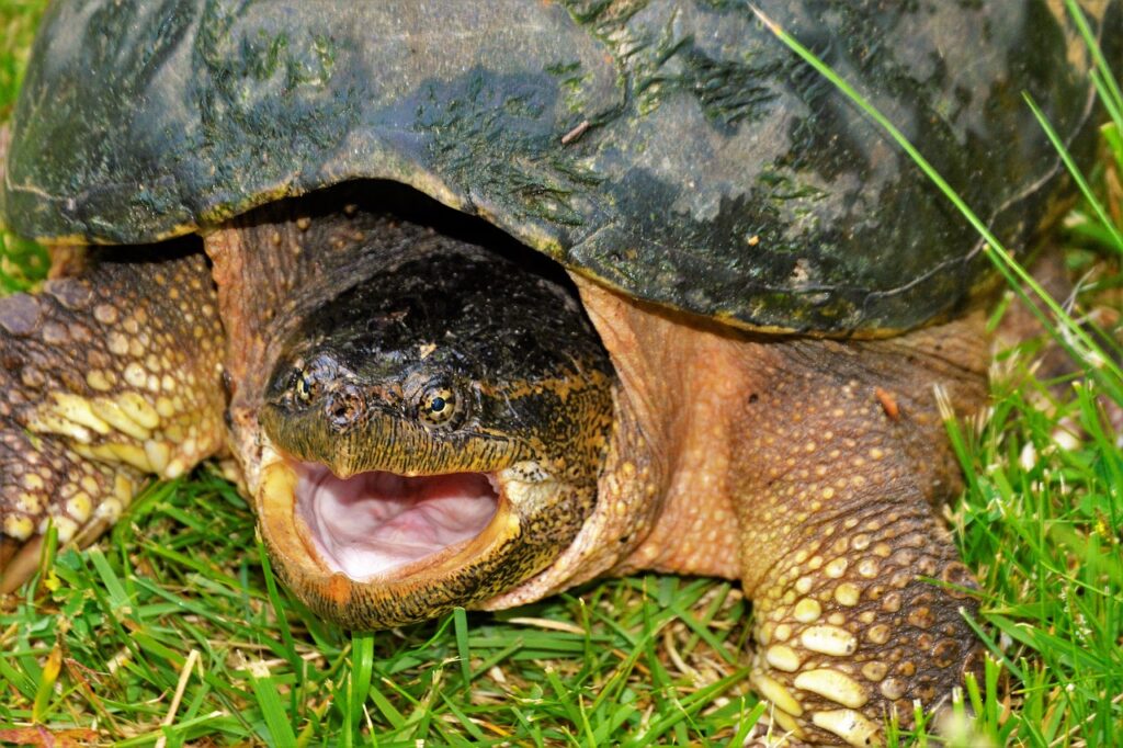 How Long For Snapping Turtle Eggs To Hatch
