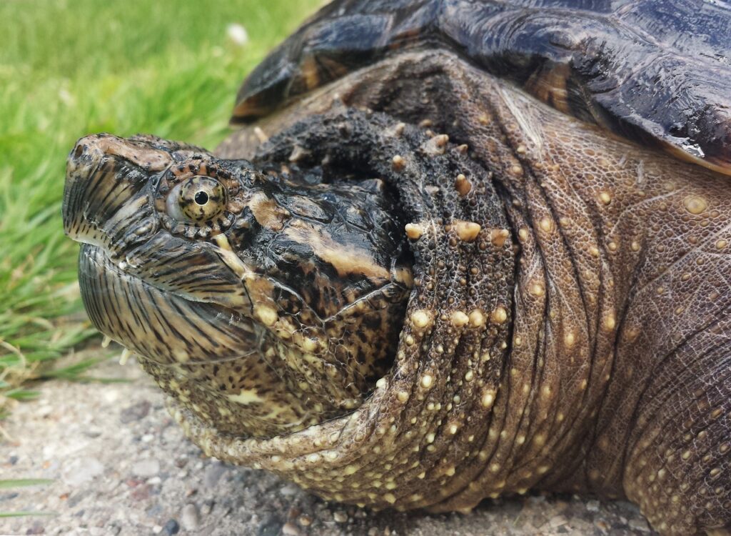 How Much Does A Snapping Turtle Weigh