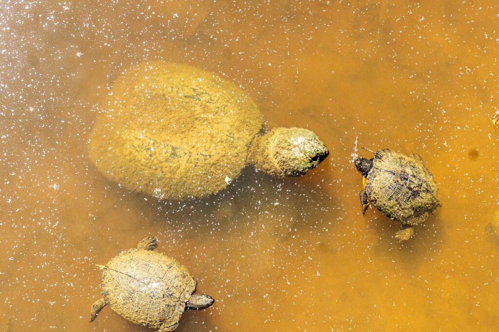 How Much Does A Snapping Turtle Weigh