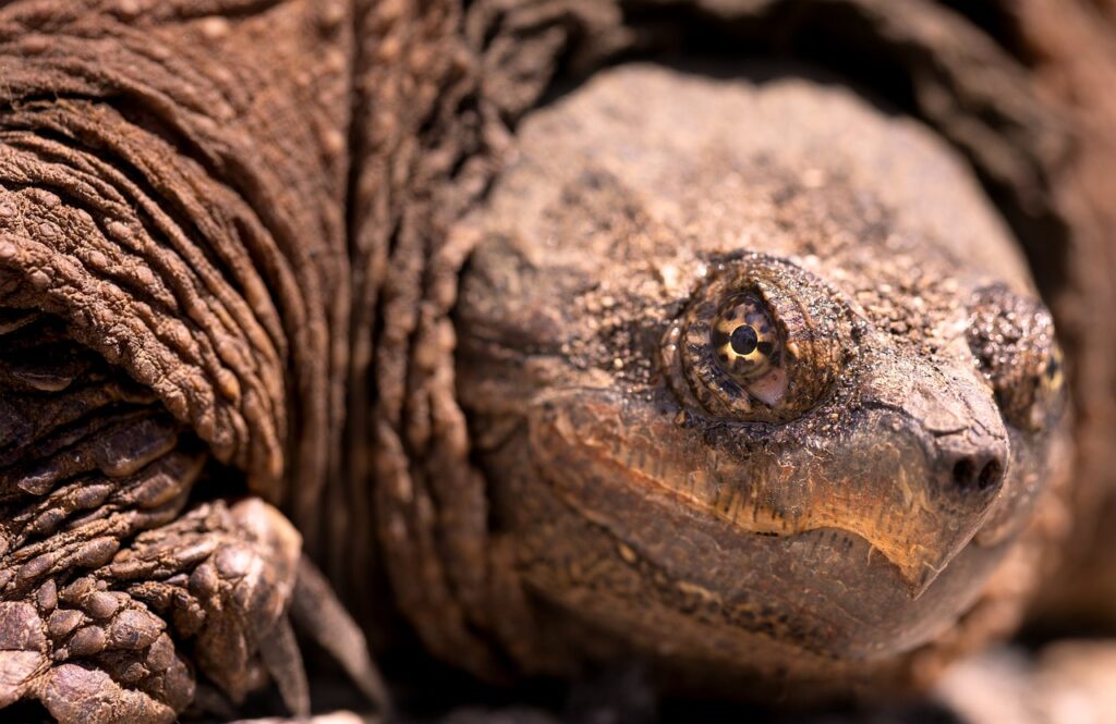 How Much Does A Snapping Turtle Weigh