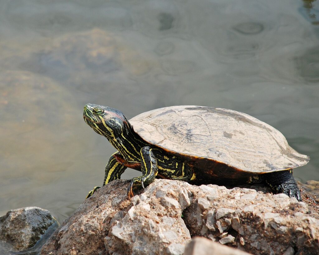 How To Catch A Snapping Turtle