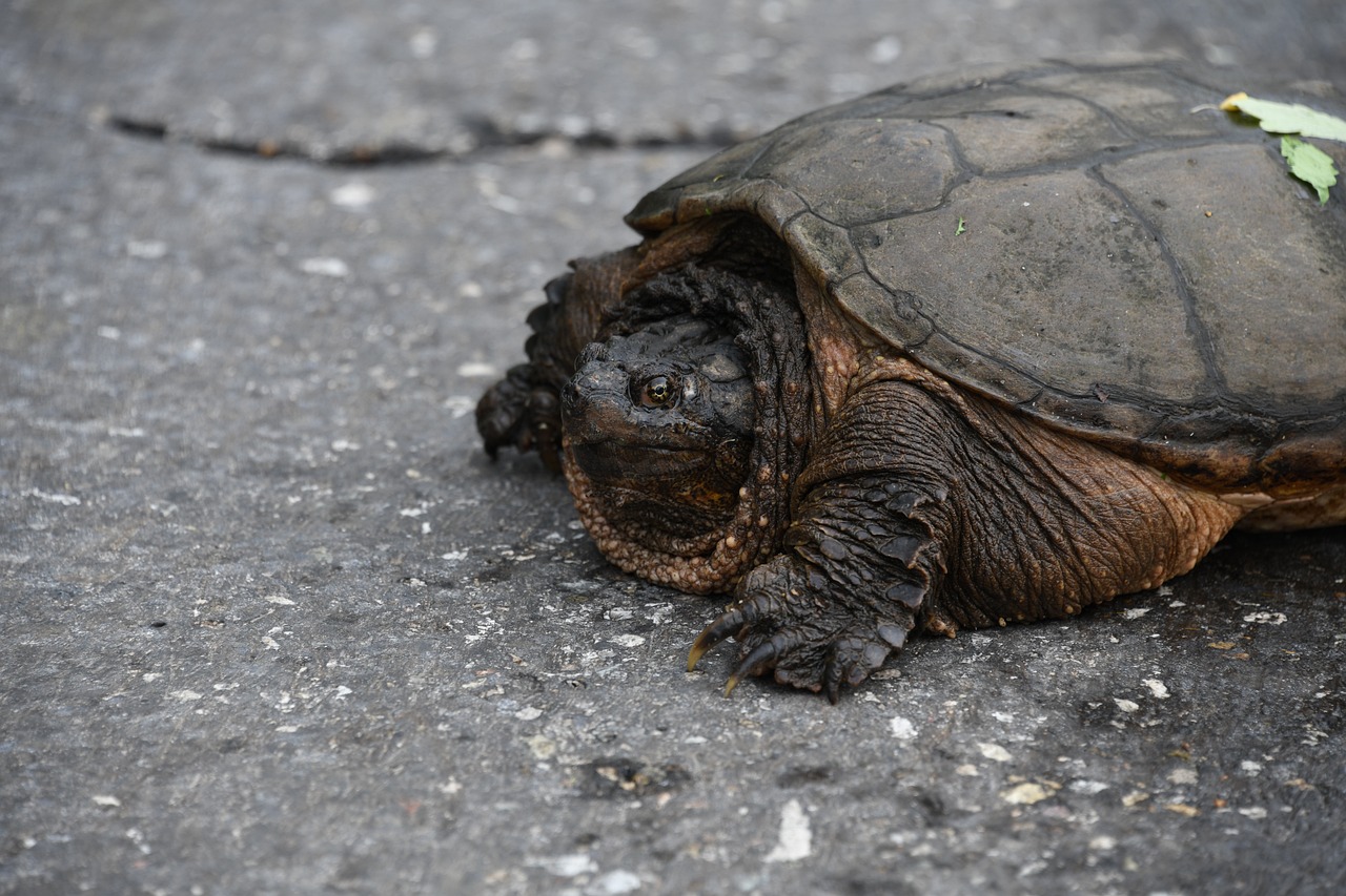 How To Identify Snapping Turtle