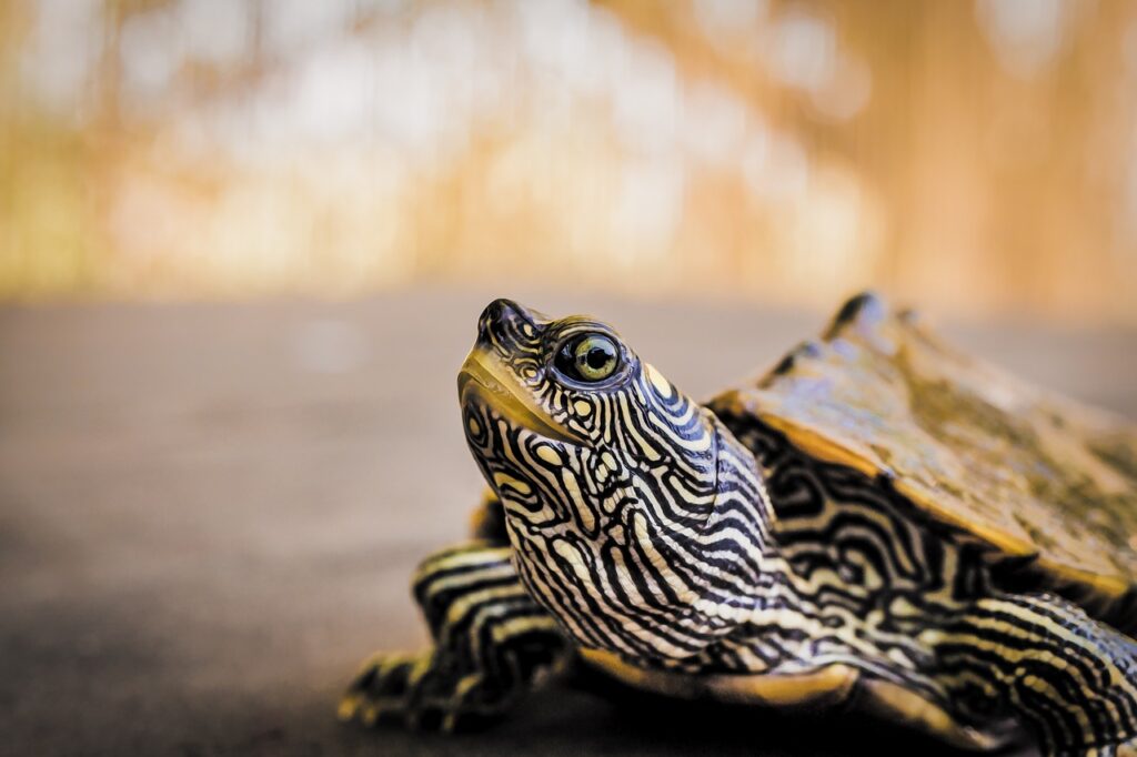 How To Tell A Snapping Turtle