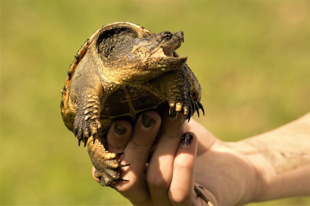 How To Tell If Its A Snapping Turtle