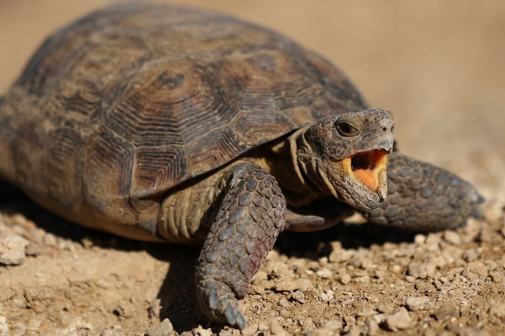 What Does A Snapping Turtle Look Like