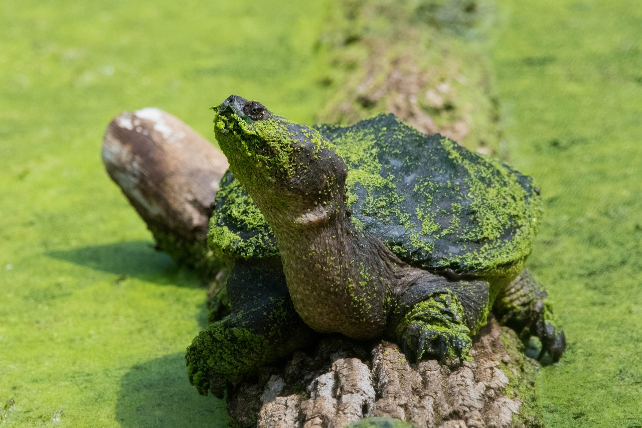 What Does A Snapping Turtle Look Like