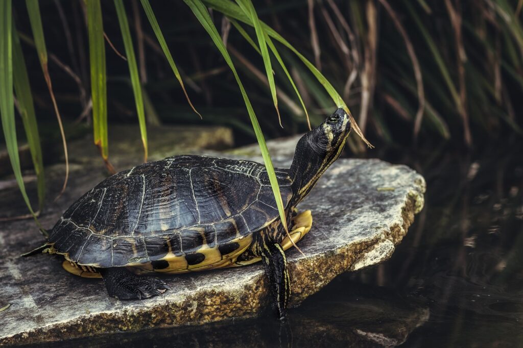 What Is An Alligator Snapping Turtle