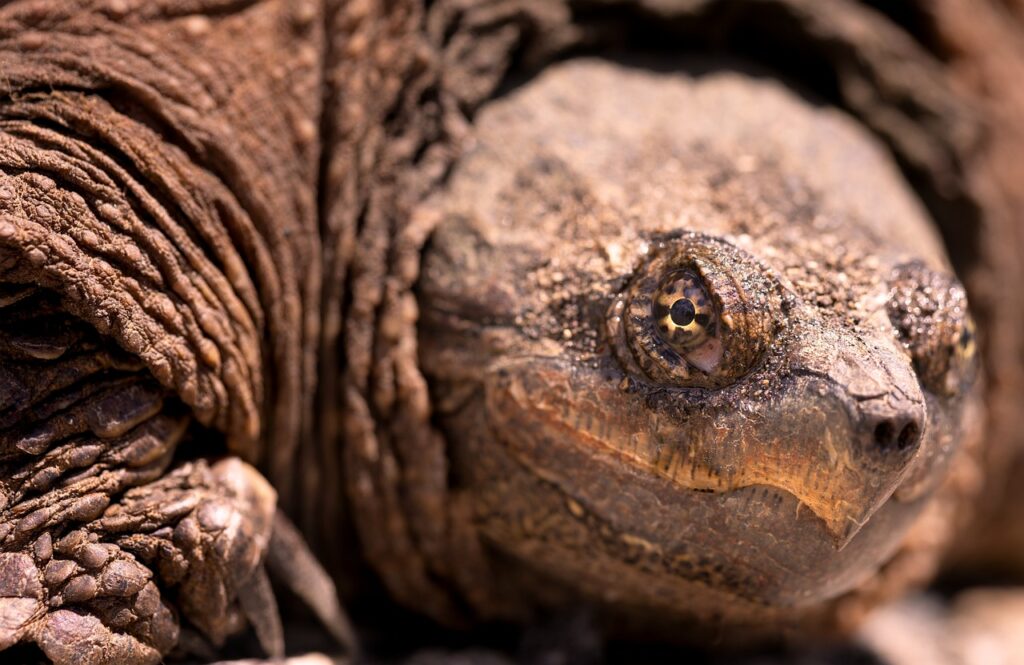 How Big Can An Alligator Snapping Turtle Get
