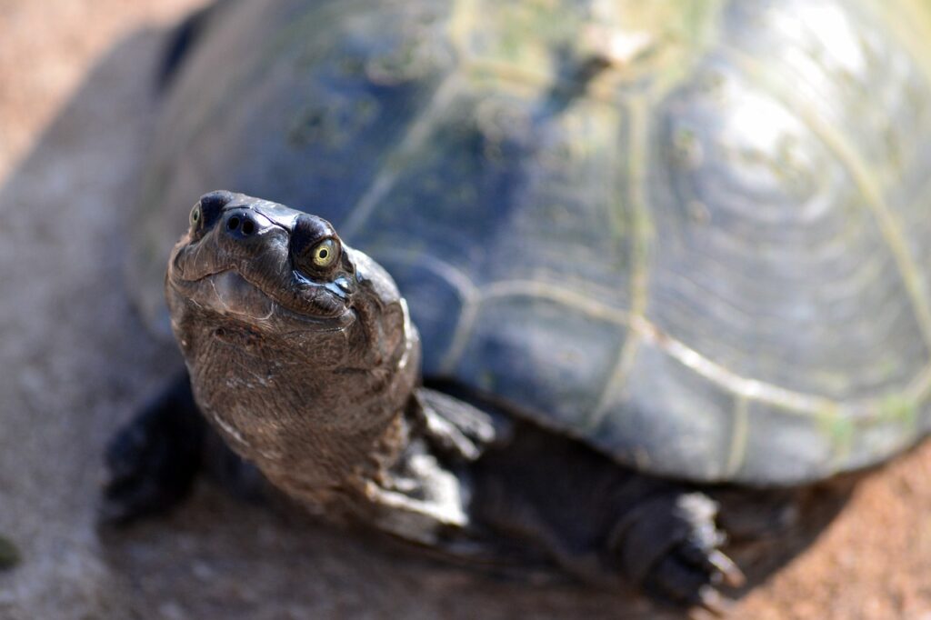 How Long Can A Snapping Turtle Stay Under Water