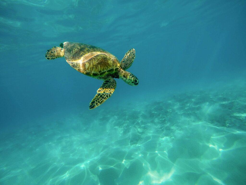 How Long Can A Snapping Turtle Stay Under Water