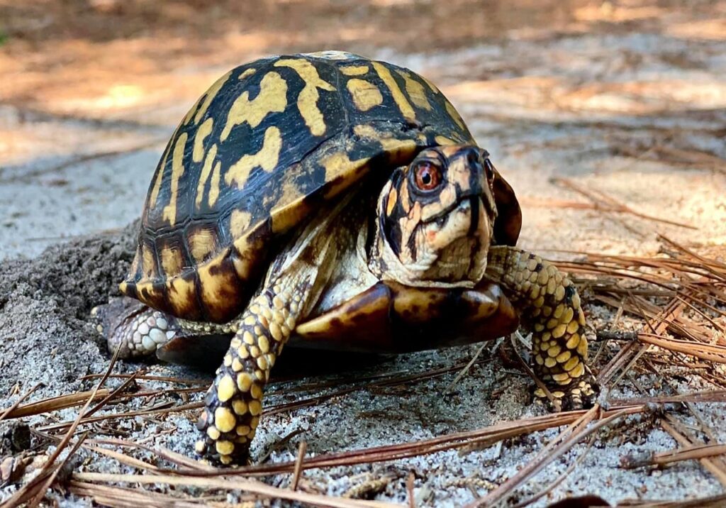 How Long Does An Alligator Snapping Turtle Live