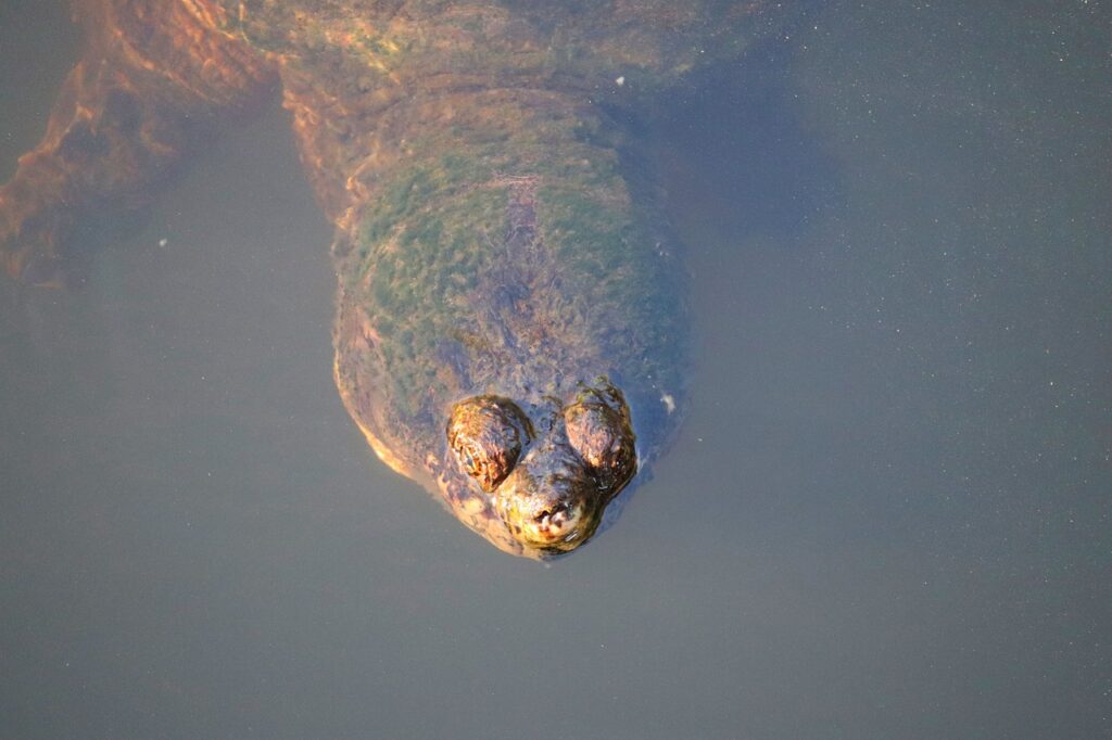 How Much Bite Force Does A Snapping Turtle Have