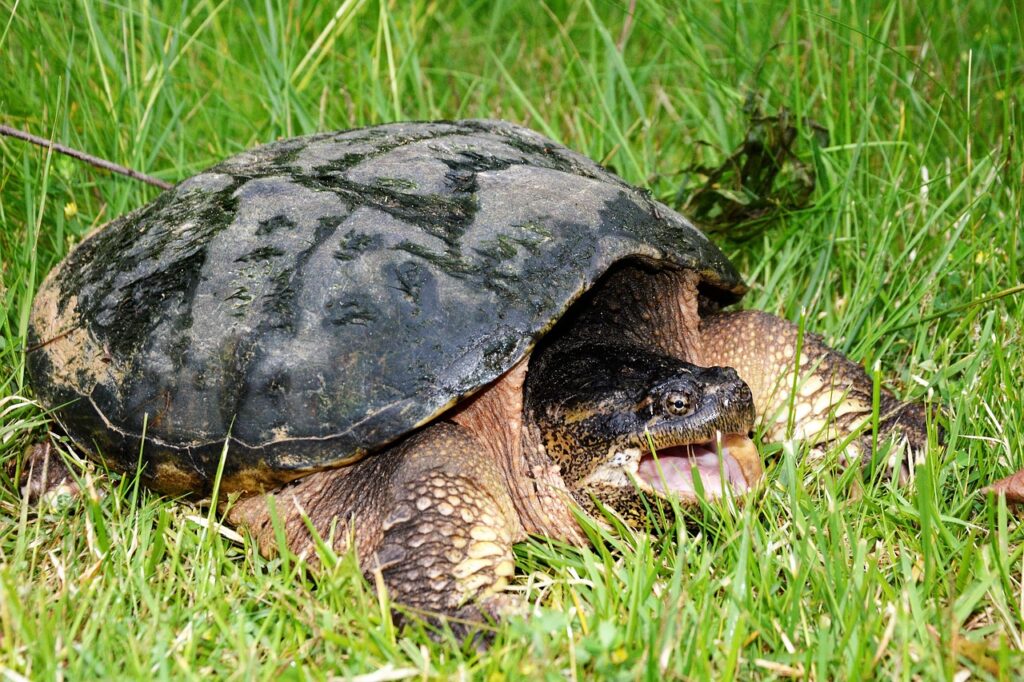 How Much Bite Force Does A Snapping Turtle Have