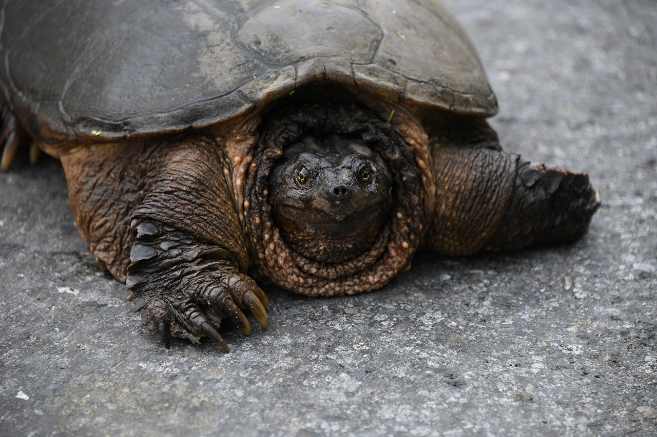 How Much Bite Force Does A Snapping Turtle Have